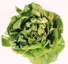 Salmonella in scholen mogelijk veroorzaakt door sla