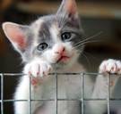 Dierenasielen overspoeld door kittens en katten: 