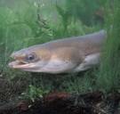 Palingen worden high van cocaïne in onze rivieren