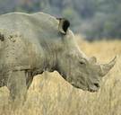 IVF-behandeling moet noordelijke witte neushoorn van uitsterven behoeden