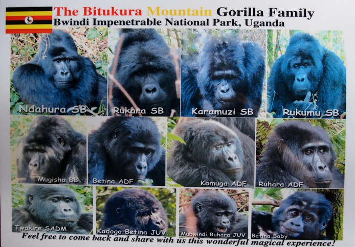De gorillageroep waarvan Ndahura de leider was met rechtsboven zijn waarschijnlijke opvolger Rukumu.