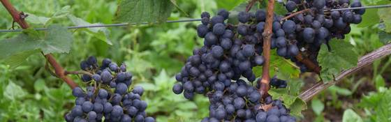 In de toekomst drinkt u een betaalbare, druivenvrije wijn die een Château Petrus evenaart