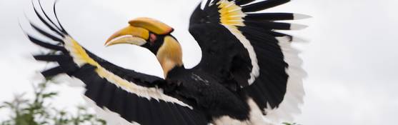 Help, de neushoornvogel is gevlogen: reconstructie van een bizarre vogelroof in Nederland