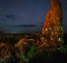 Winnaar 'Wildlife Photographer of the Year' gediskwalificeerd na bedrog