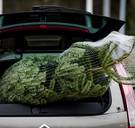 De kerstboom heeft zijn piek nog niet bereikt