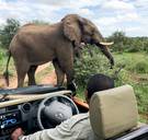 Oog in oog met de Big Five in de armste provincie van Zuid-Afrika