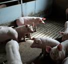 Stal met 2.000 varkens brandt uit in Deinze