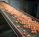 Bestuurders Chickfriend opgepakt in eierschandaal