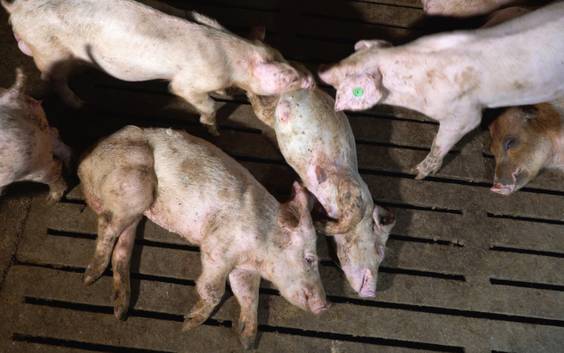 Colruyt en Delhaize zetten samenwerking met vleesfabrikant stop na beelden van dierenmishandeling