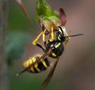 Zomer vol wespen verwacht