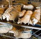 Drie tijdelijke slachtvloeren in Vlaanderen voor Offerfeest