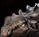 Gemummificeerde dino ontdekt: huid en ingewanden intact