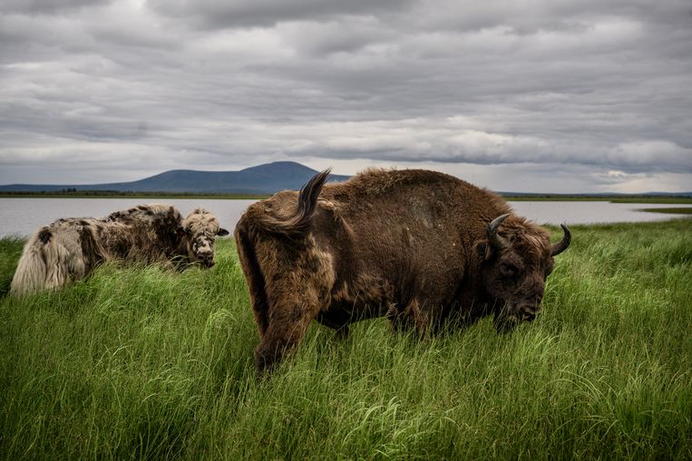 Zimov bracht jaks en bizons terug in het gebied om te bestuderen hoe de dieren zich in dit klimaat gedragen. Beeld Yuri Kozyrev/Noor