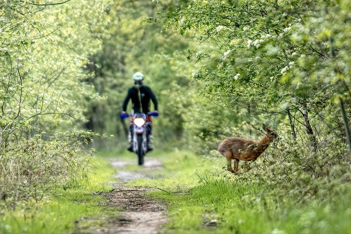 Marcel van de Kerkhof legde het moment waarin de ree wordt opgejaagd door een motorcrosser vast op de foto