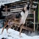 ‘Sommige vluchtelingen zijn zo wanhopig dat ze hun hond de trein uitgooien’