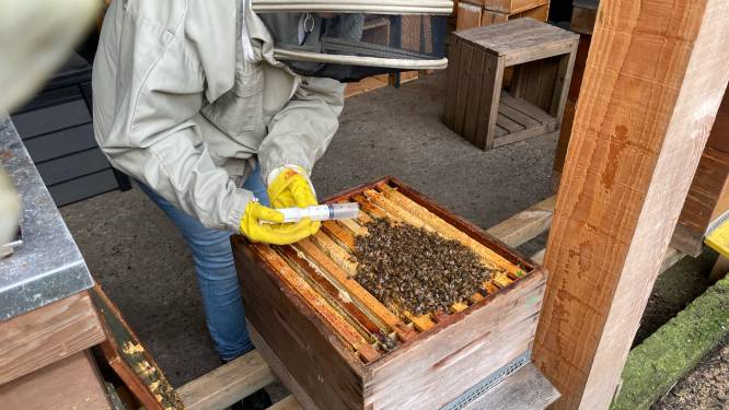 Bijen legden deze winter massaal het loodje, maar dit ‘driegangenmenu’ helpt ze de koude maanden door