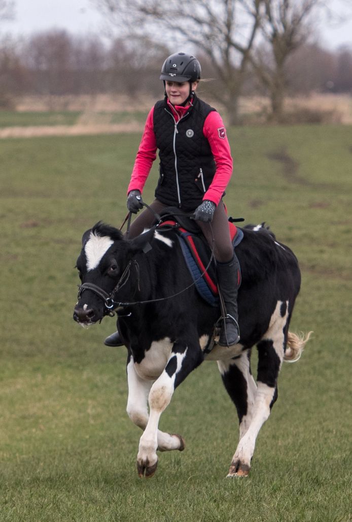 Koe Luna kan galopperen en springen.