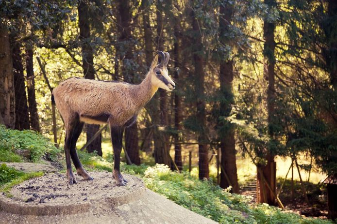 Terwijl je opgaat in het natuurschoon, blijk je ineens naast wolven, herten of beren te wandelen.