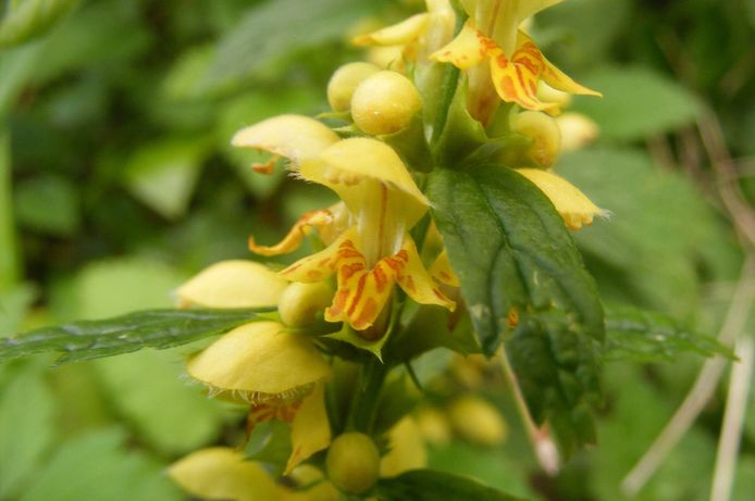 De gele dovenetel is een van de planten in het pakket.