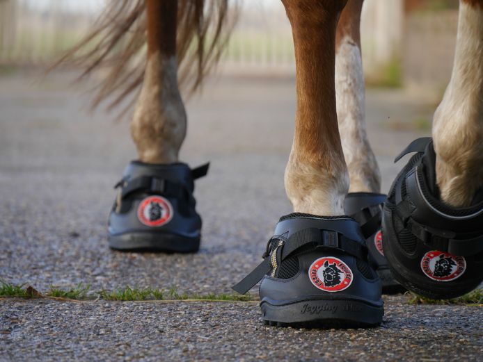Paarden schoenen. Op maat gemaakt vanuit Reek | Oss e.o. | bd.nl