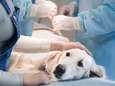 "Wrede" experimenten op honden verliezen subsidies, maar proeven gaan door