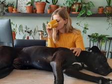 Kattenharen in het toetsenbord en een hond op schoot: huisdieren als maatje tijdens het thuiswerken