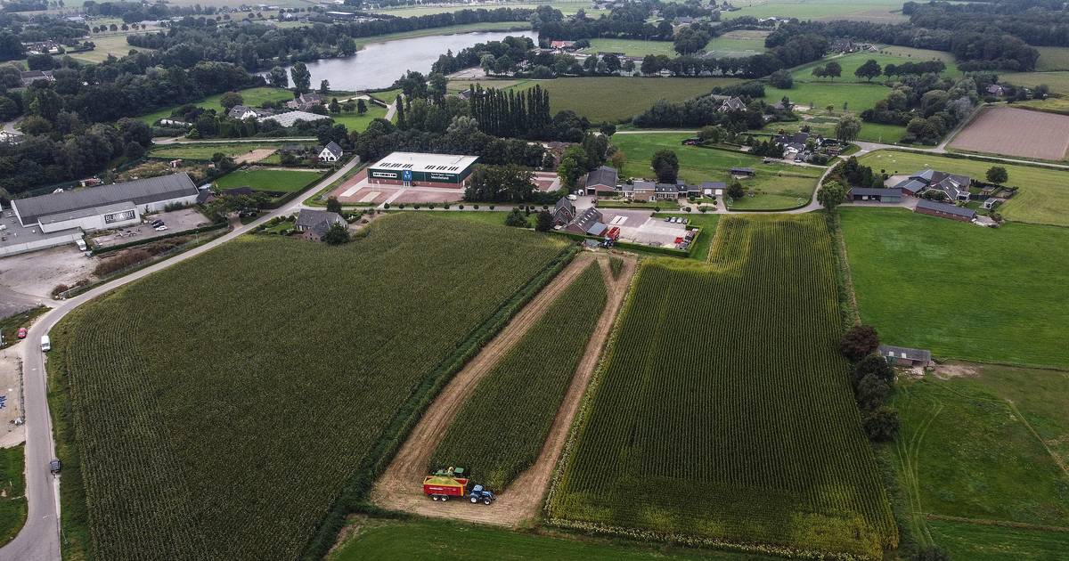 Overheid dwingt Achterhoekse en Liemerse boeren onrijpe mais te oogsten