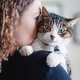 De Dierenbescherming start een petitie voor het verplicht chippen van katten