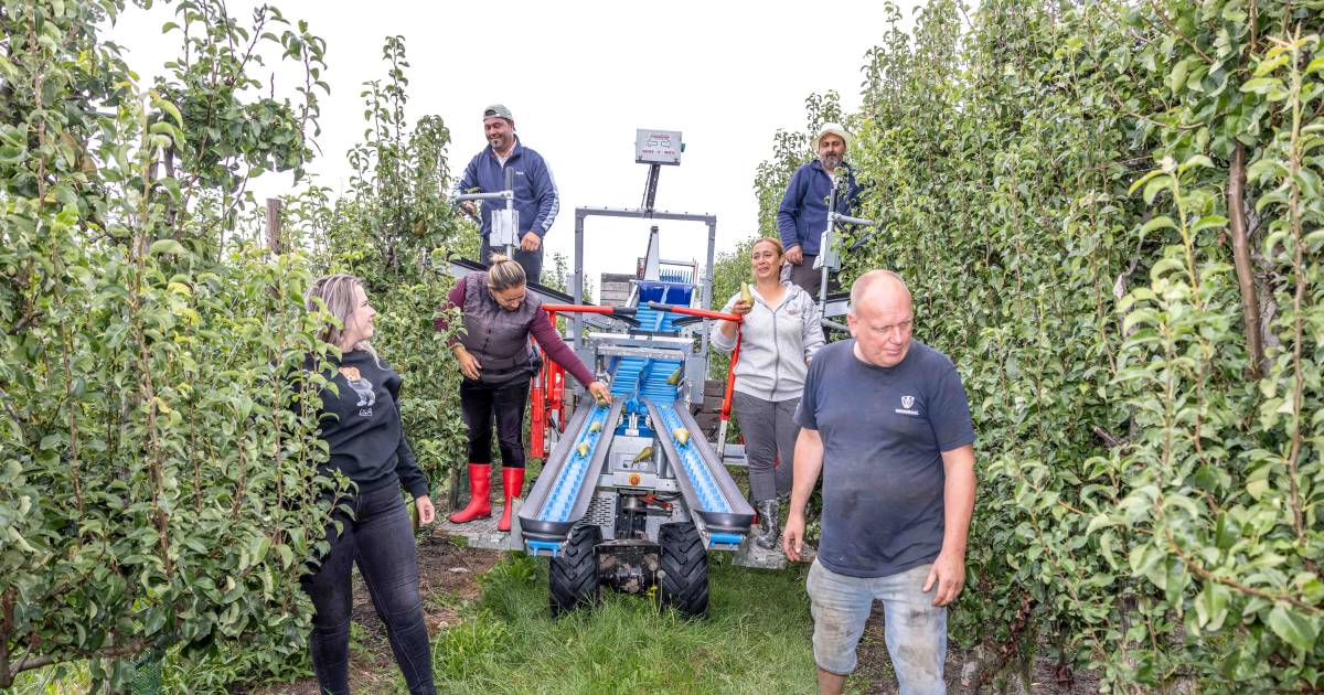 Start van de perenoogst op Beveland: ‘Inmiddels spreek ik vloeiend Bulgaars’