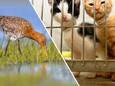Weidevogels versus verwilderde katten. Stichting Wetland Cats heeft een stuk polder aangekocht waar de katten uit kunnen lopen, maar dat is vlakbij waar weidevogels hun nesten bouwen.