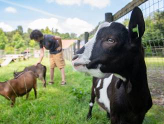Kritiek op dreigende sluiting kinderboerderij Hoge Vucht: ‘Begrijpt u de enorme onrust die dit veroorzaakt?