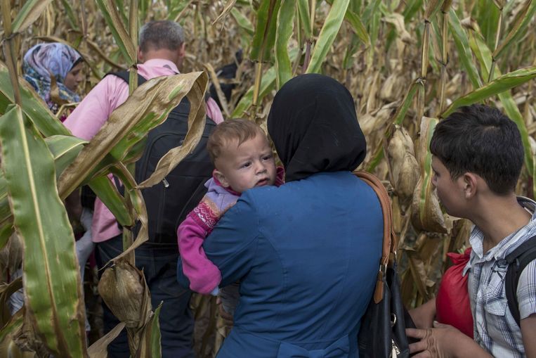 Vluchtelingen rennen een maïsveld nabij Roszke in. Beeld reuters