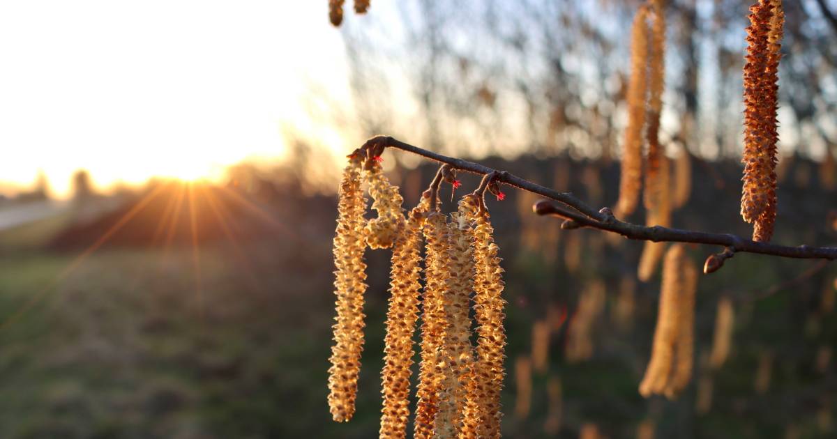 Muggen en hooikoorts in januari de natuur is een beetje van slag na