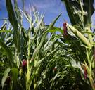 Jeugdbeweging beschoten door boze boer tijdens tocht door maïsveld