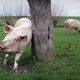 Vijf vragen over het stikstofbeleid: gaat het Europese Hof Nederland op de vingers tikken?