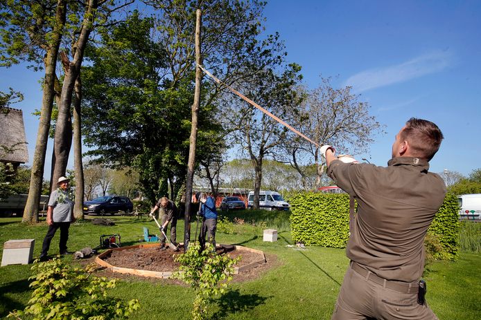 Er komt ouderwets handwerk bij kijken om de essenhoutenpaal in de tuin van Jeroen en Rianne de Schaaf te plaatsen.