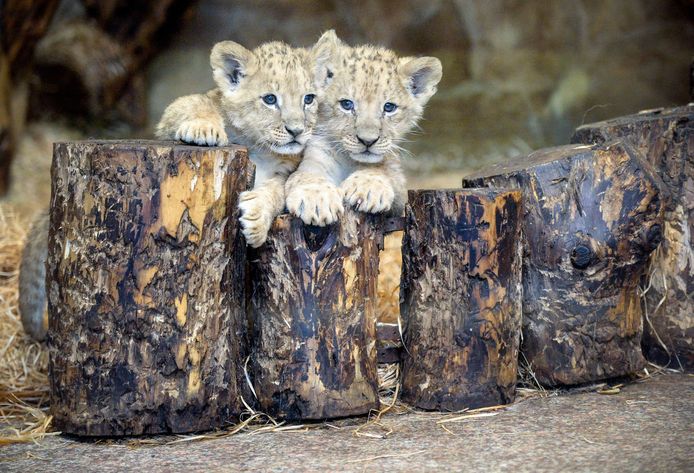 Twee leeuwenwelpjes, van nog geen twee maanden oud, mogen in de dierentuin van Sint-Petersburg voor het eerst op ontdekkingsreis in hun buitenverblijf. Foto Olga Maltseva