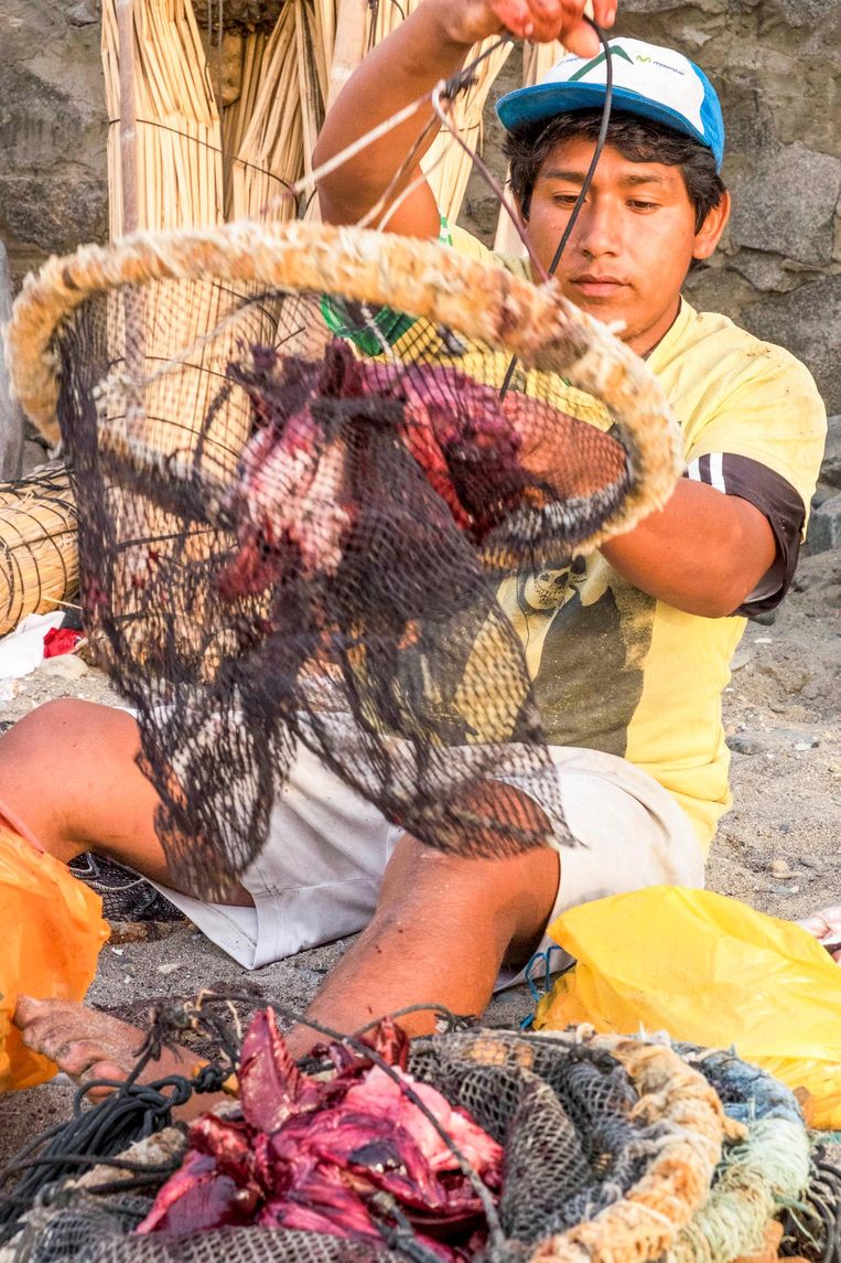 Visser Fuji Huanmanchango doet aas in het krabbennet. Beeld Eline van Nes
