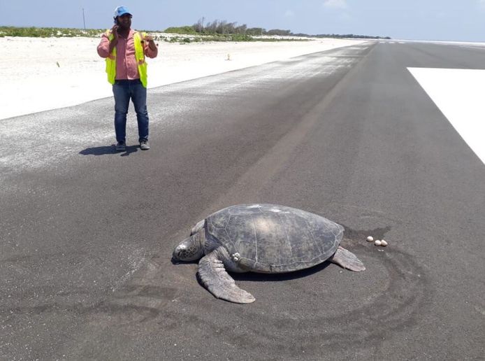 De verwarde schildpad vond haar broedplaats niet en liet haar eitjes dan maar achter op de landingsbaan van de luchthaven.