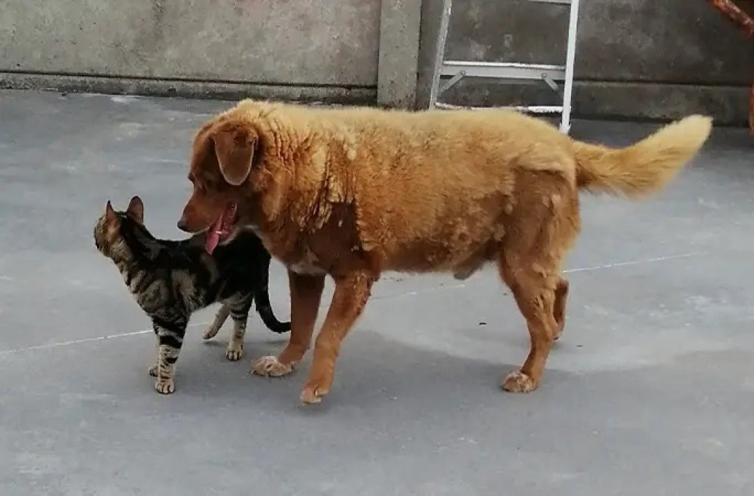 Bobi (30) is de oudste hond ooit, met dank aan mensenvoedsel ‘Wat wij eten, eet hij ook’ Foto