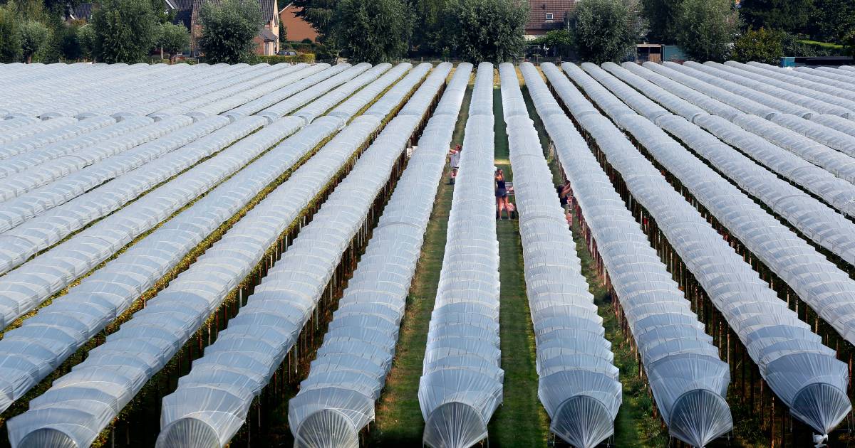 Zo’n 200.000 kilo aardbeien uit Genderen