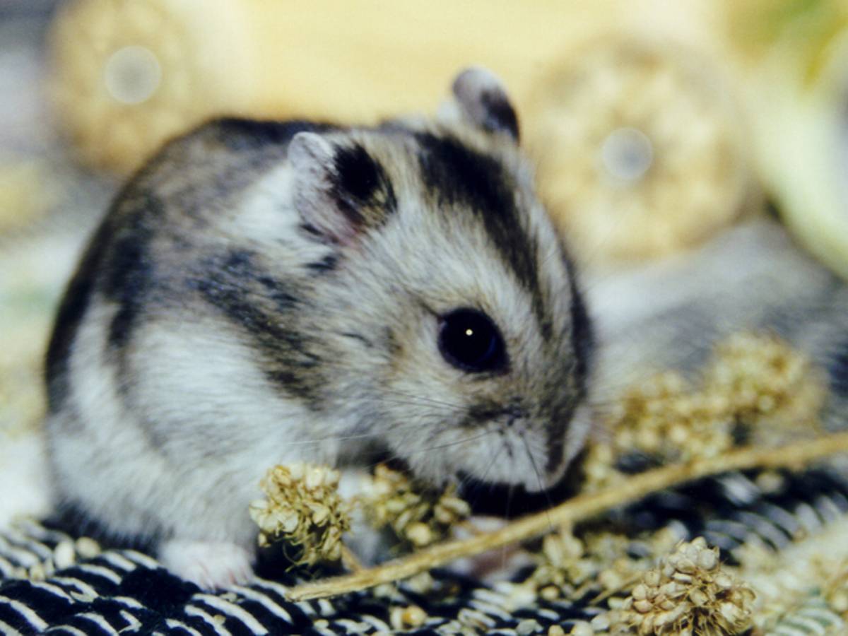 Hamster geweigerd tijdens vlucht, baasje spoelt het beest door de WC |  Bizar | AD.nl