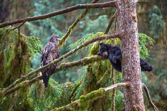 'The eagle and the bear' (De adelaar en de beer) van Jeroen Hoekendijk, Wildlife Photographer of the Year.