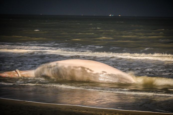 Op het strand van De Haan is even na 2 uur deze nacht een dode walvis aangespoeld.