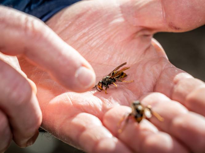 Gemeente organiseert infoavond over gevaarlijke Aziatische hoornaar, die fel in opmars is