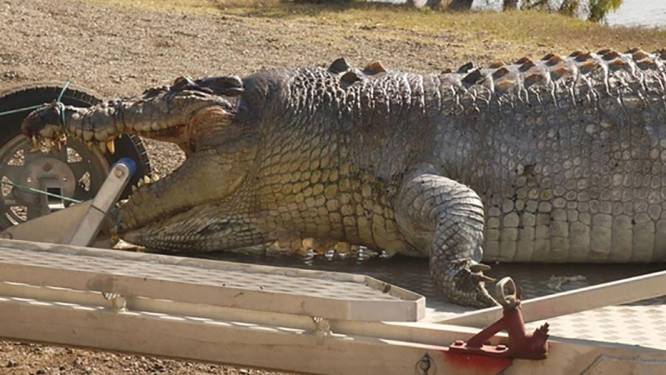80-jarige krokodil van 5 meter gevonden in Australië, maar onbekenden hebben haar doodgeschoten