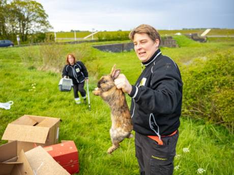 Verwarde man laat tientallen konijnen los in Hansweert, strooit met pillen en gooit glas stuk
