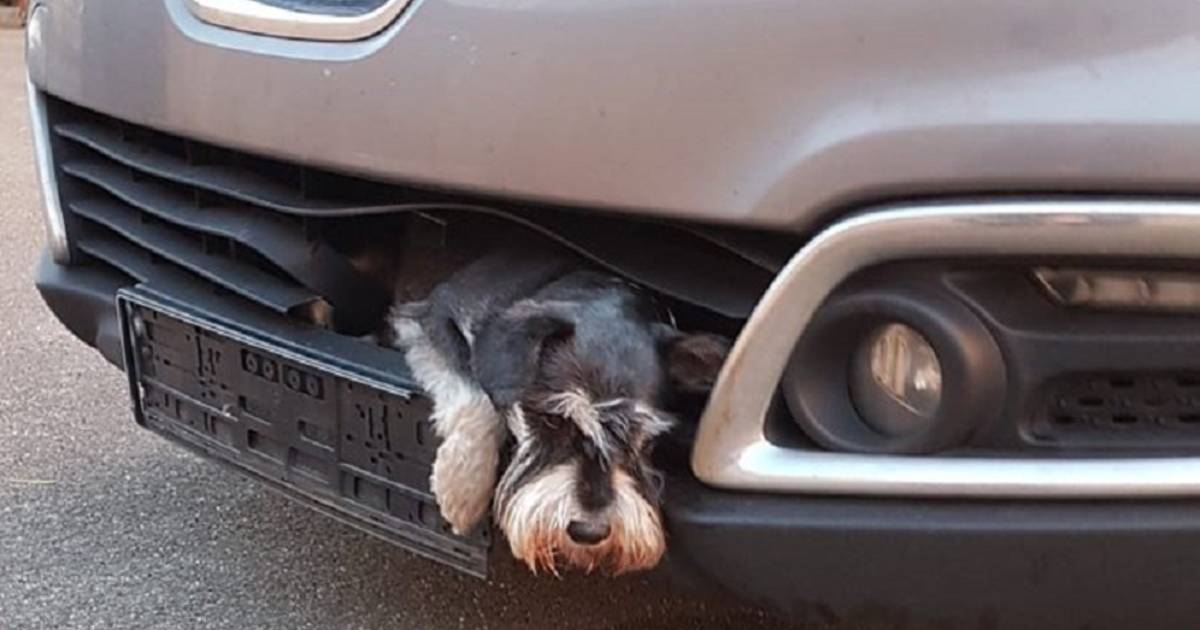 Hondje Tero na aanrijding urenlang vast in autogrille.