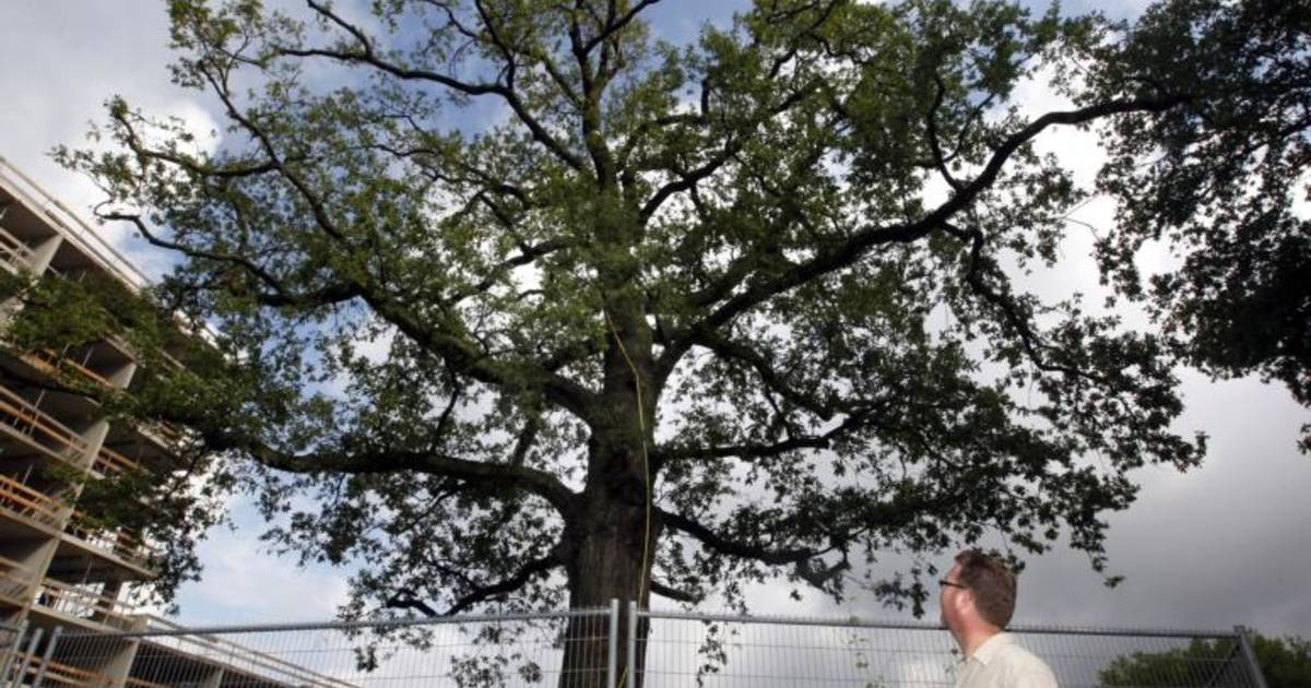'Eik op Keizerslanden maakt het goed' | Deventer