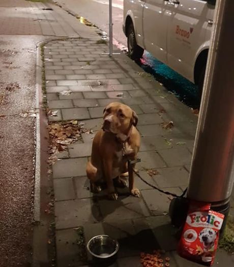 Dierenasiel Plaatst In Tilburg Geen Honden En Katten Zolang Corona Duurt Tilburg E O Bd Nl